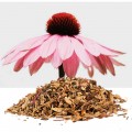 Echineacea - Solhatt Rot Hilton Herbs