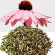Echinacea - Solhatt Urt Dodson & Horrell