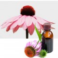 Echinacea - Solhatt tinktur Hilton Herbs