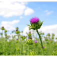 Mariatistel frø Hilton Herbs (Milkthistle)